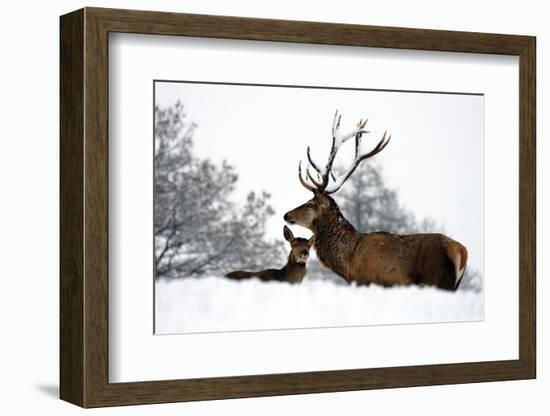 Red Deer-Reiner Bernhardt-Framed Photographic Print