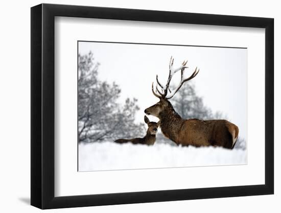 Red Deer-Reiner Bernhardt-Framed Photographic Print