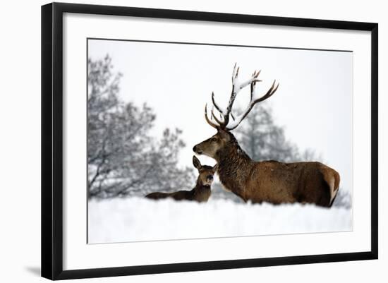 Red Deer-Reiner Bernhardt-Framed Photographic Print