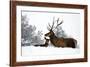 Red Deer-Reiner Bernhardt-Framed Photographic Print