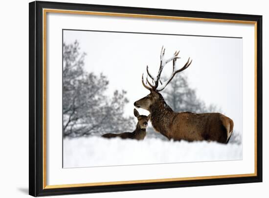 Red Deer-Reiner Bernhardt-Framed Photographic Print