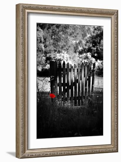 Red Detail-Philippe Sainte-Laudy-Framed Photographic Print