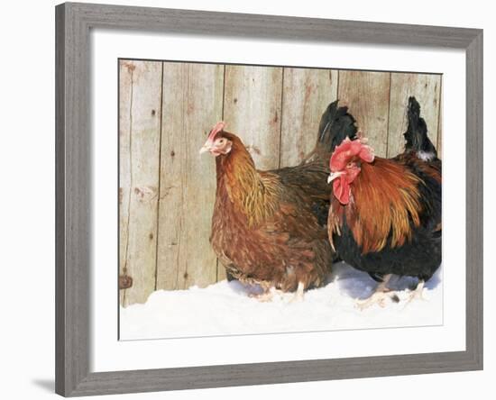 Red Dorking Domestic Chicken Cock and Hen, in Snow, Iowa, USA-Lynn M. Stone-Framed Photographic Print