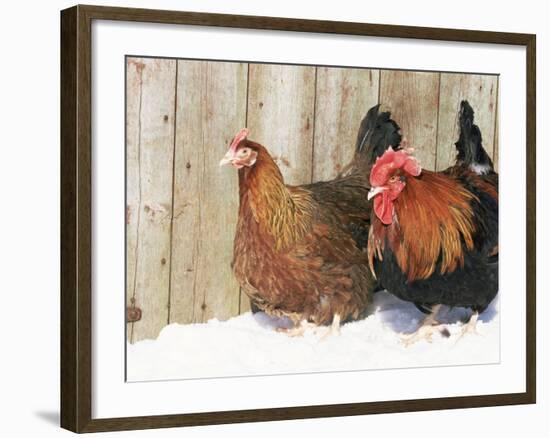 Red Dorking Domestic Chicken Cock and Hen, in Snow, Iowa, USA-Lynn M. Stone-Framed Photographic Print