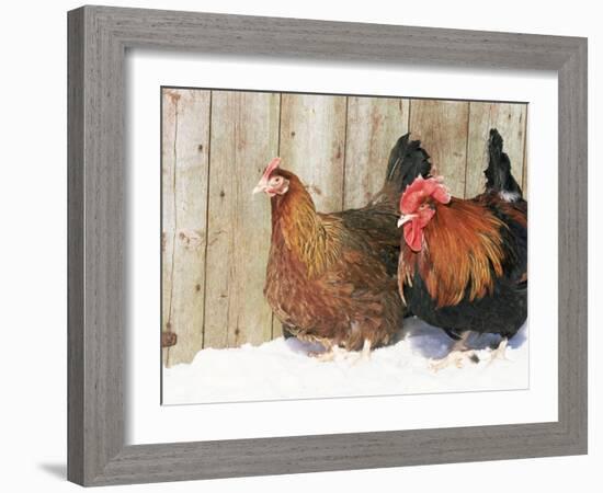 Red Dorking Domestic Chicken Cock and Hen, in Snow, Iowa, USA-Lynn M. Stone-Framed Photographic Print