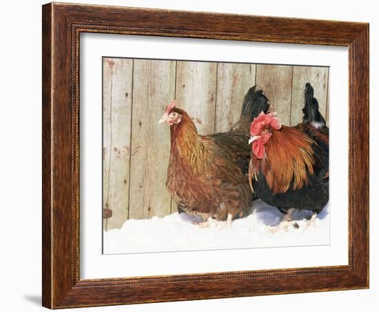 Red Dorking Domestic Chicken Cock and Hen, in Snow, Iowa, USA-Lynn M. Stone-Framed Photographic Print