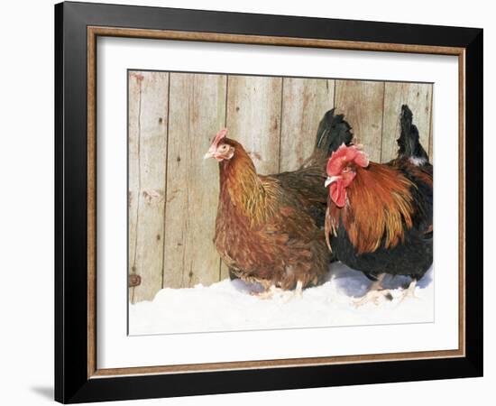 Red Dorking Domestic Chicken Cock and Hen, in Snow, Iowa, USA-Lynn M. Stone-Framed Photographic Print