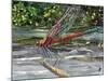 Red Dragonfly-Kirstie Adamson-Mounted Giclee Print