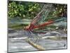 Red Dragonfly-Kirstie Adamson-Mounted Giclee Print