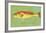 Red Drum-John W^ Golden-Framed Art Print