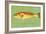 Red Drum-John W Golden-Framed Giclee Print