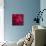 Red Duvet-Philippe Sainte-Laudy-Photographic Print displayed on a wall