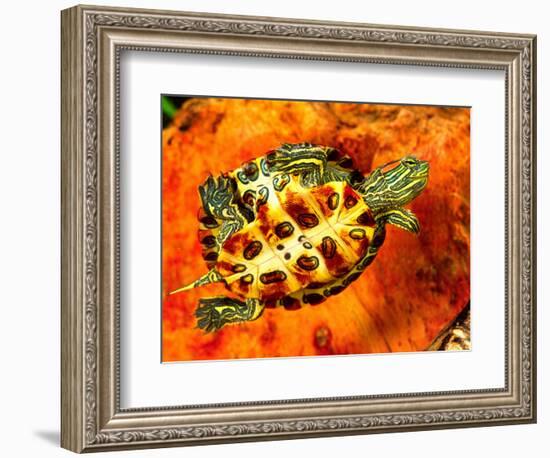 Red Ear Slider Hatchling-David Northcott-Framed Photographic Print