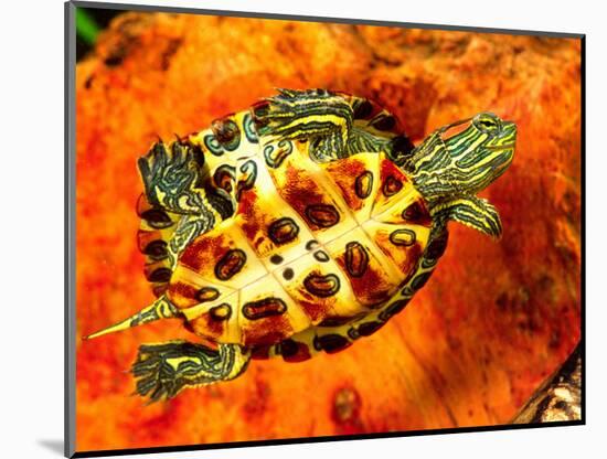 Red Ear Slider Hatchling-David Northcott-Mounted Photographic Print