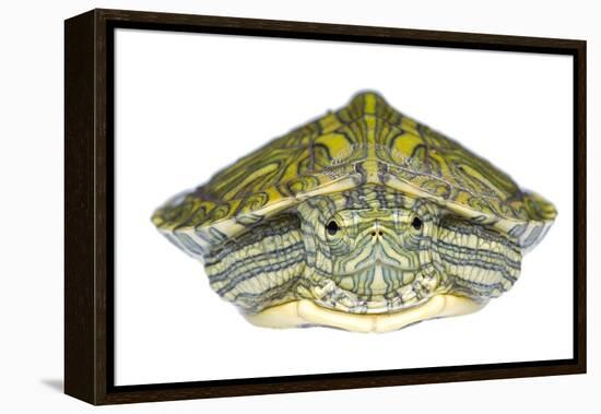 Red-Eared Slider (Trachemys Scripta Elegans) Juvenile Portrait-Seth Patterson-Framed Premier Image Canvas