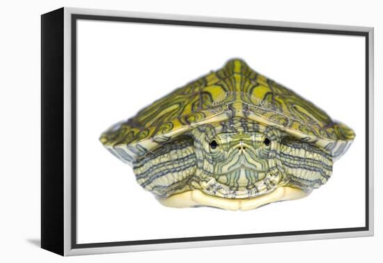 Red-Eared Slider (Trachemys Scripta Elegans) Juvenile Portrait-Seth Patterson-Framed Premier Image Canvas