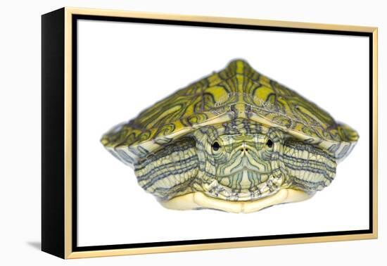 Red-Eared Slider (Trachemys Scripta Elegans) Juvenile Portrait-Seth Patterson-Framed Premier Image Canvas