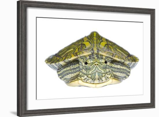 Red-Eared Slider (Trachemys Scripta Elegans) Juvenile Portrait-Seth Patterson-Framed Photographic Print