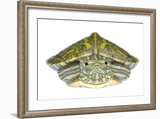 Red-Eared Slider (Trachemys Scripta Elegans) Juvenile Portrait-Seth Patterson-Framed Photographic Print