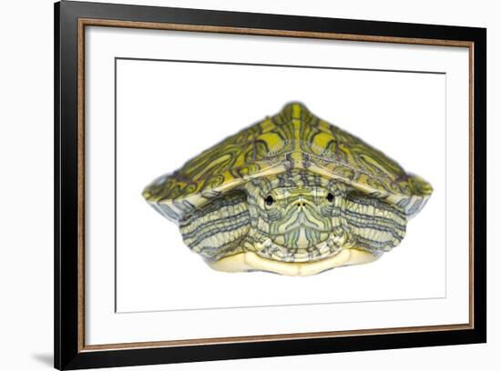 Red-Eared Slider (Trachemys Scripta Elegans) Juvenile Portrait-Seth Patterson-Framed Photographic Print