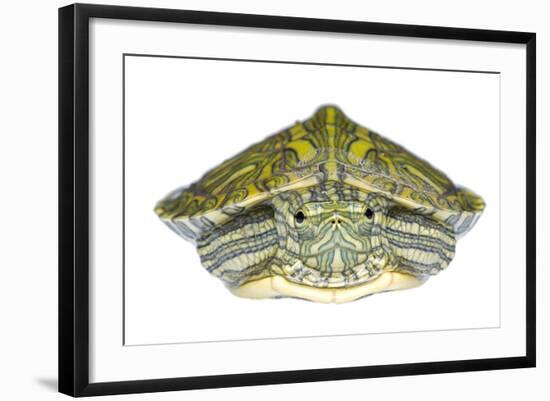 Red-Eared Slider (Trachemys Scripta Elegans) Juvenile Portrait-Seth Patterson-Framed Photographic Print