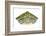 Red-Eared Slider (Trachemys Scripta Elegans) Juvenile Portrait-Seth Patterson-Framed Photographic Print