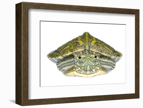 Red-Eared Slider (Trachemys Scripta Elegans) Juvenile Portrait-Seth Patterson-Framed Photographic Print