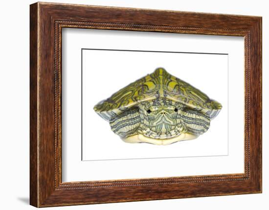 Red-Eared Slider (Trachemys Scripta Elegans) Juvenile Portrait-Seth Patterson-Framed Photographic Print