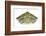 Red-Eared Slider (Trachemys Scripta Elegans) Juvenile Portrait-Seth Patterson-Framed Photographic Print