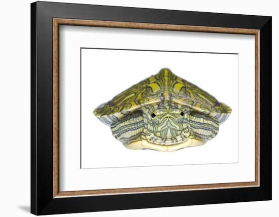 Red-Eared Slider (Trachemys Scripta Elegans) Juvenile Portrait-Seth Patterson-Framed Photographic Print