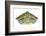 Red-Eared Slider (Trachemys Scripta Elegans) Juvenile Portrait-Seth Patterson-Framed Photographic Print