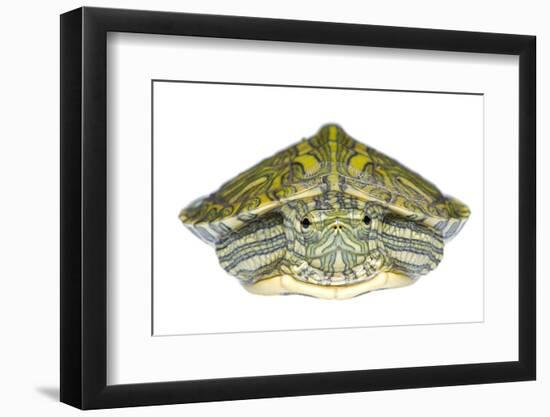 Red-Eared Slider (Trachemys Scripta Elegans) Juvenile Portrait-Seth Patterson-Framed Photographic Print