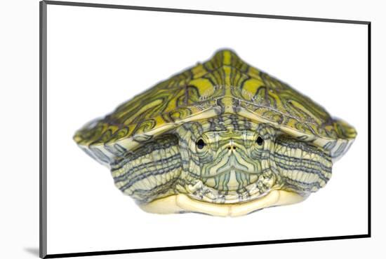 Red-Eared Slider (Trachemys Scripta Elegans) Juvenile Portrait-Seth Patterson-Mounted Photographic Print