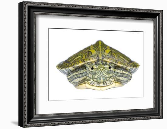 Red-Eared Slider (Trachemys Scripta Elegans) Juvenile Portrait-Seth Patterson-Framed Photographic Print