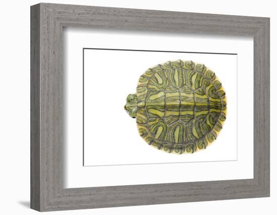 Red-Eared Slider (Trachemys Scripta Elegans) Juvenile Viewed From Above-Seth Patterson-Framed Photographic Print