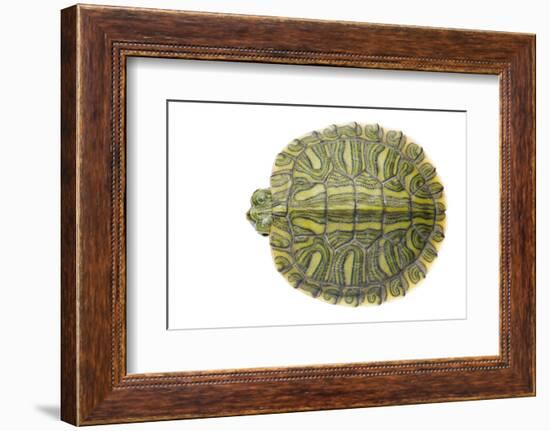 Red-Eared Slider (Trachemys Scripta Elegans) Juvenile Viewed From Above-Seth Patterson-Framed Photographic Print