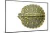 Red-Eared Slider (Trachemys Scripta Elegans) Juvenile Viewed From Above-Seth Patterson-Mounted Photographic Print