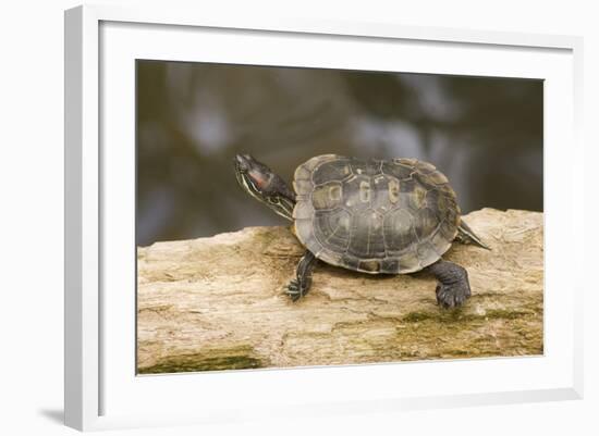 Red Eared Slider Turtle-Hal Beral-Framed Photographic Print