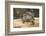 Red Eared Slider Turtle-Hal Beral-Framed Photographic Print