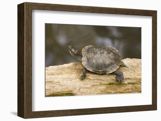 Red Eared Slider Turtle-Hal Beral-Framed Photographic Print