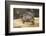 Red Eared Slider Turtle-Hal Beral-Framed Photographic Print