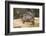 Red Eared Slider Turtle-Hal Beral-Framed Photographic Print