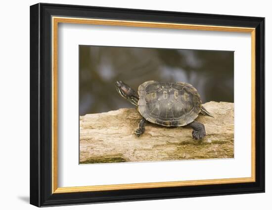 Red Eared Slider Turtle-Hal Beral-Framed Photographic Print