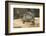 Red Eared Slider Turtle-Hal Beral-Framed Photographic Print