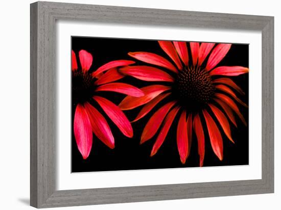 Red Echinacea-Ike Leahy-Framed Photographic Print