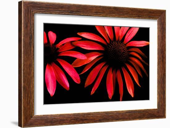 Red Echinacea-Ike Leahy-Framed Photographic Print