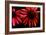 Red Echinacea-Ike Leahy-Framed Photographic Print