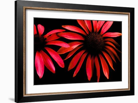 Red Echinacea-Ike Leahy-Framed Photographic Print