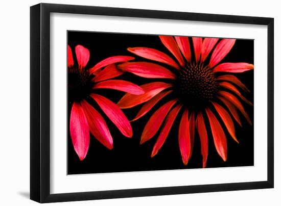 Red Echinacea-Ike Leahy-Framed Photographic Print