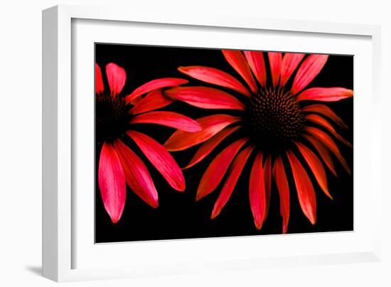 Red Echinacea-Ike Leahy-Framed Photographic Print